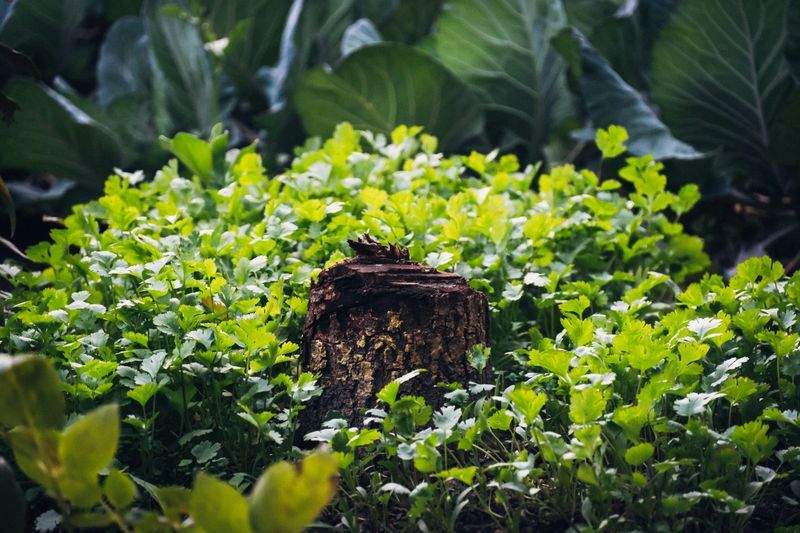 翠庭園デザイン株式会社 10